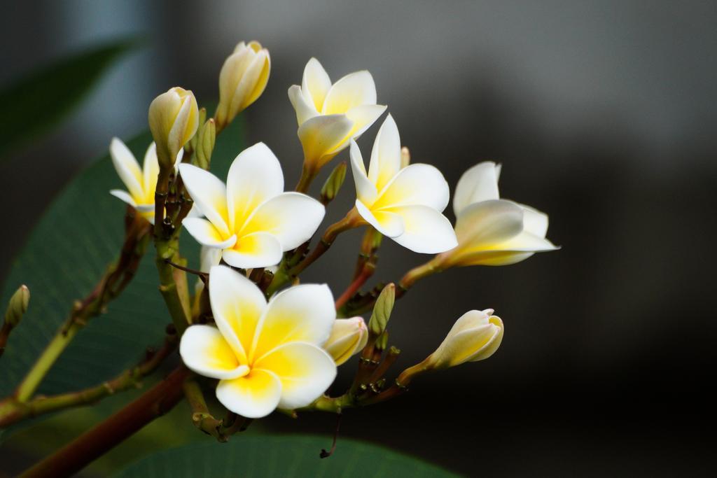 Thai Dee Garden Resort Haad Rin Eksteriør bilde
